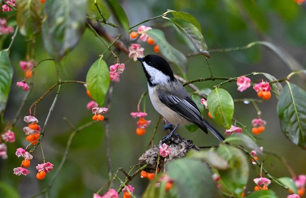 Comment les artistes contemporains représentent-ils les enjeux environnementaux dans leurs œuvres ?