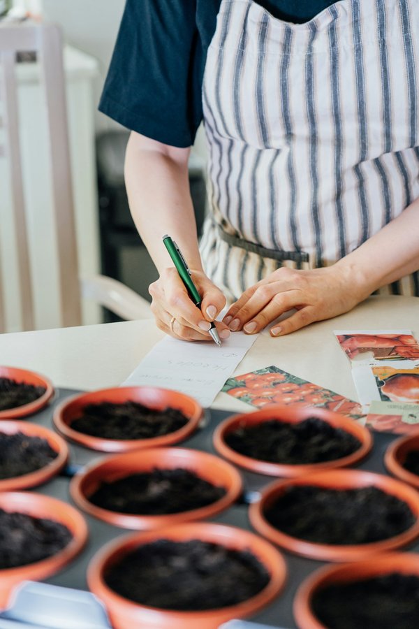 Guide complet sur la collecte et le stockage de graine de tomates