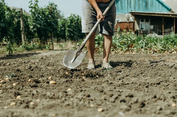 Comment lutter contre les effets de la sécheresse avec un jardin sec