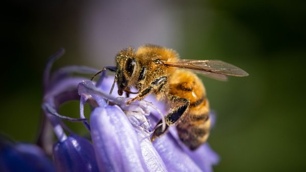Abeilles, fourmis et guêpes : plongée dans le monde des hyménoptères